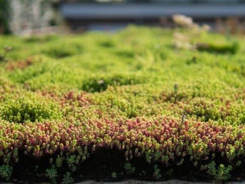 Sedum