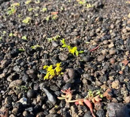 Supermarkt met groendak