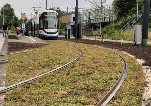 Aanleg van sedummatten op de grond