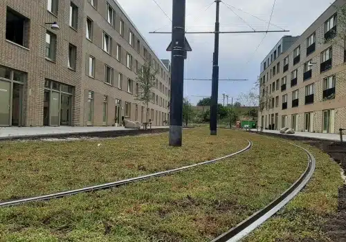 Sedum als bodembedekker