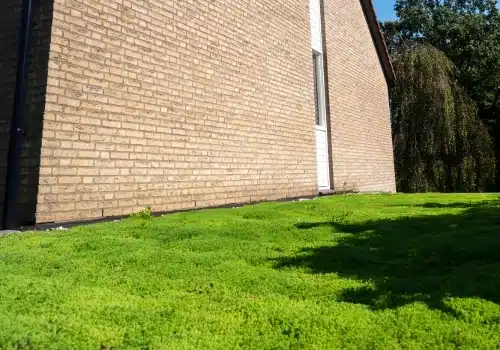 Sedum op de grond leggen