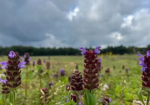 Toepassing bodembedekker met sedum