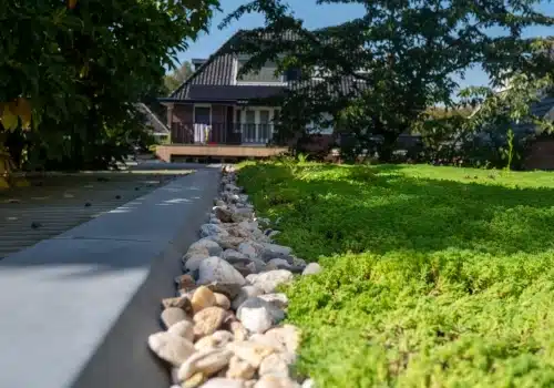 Waarom sedum als bodembedekker?