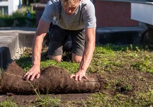 Wat zijn sedummatten?