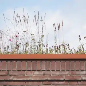 Kruiden uit kruiden sedumdak NatureGreen